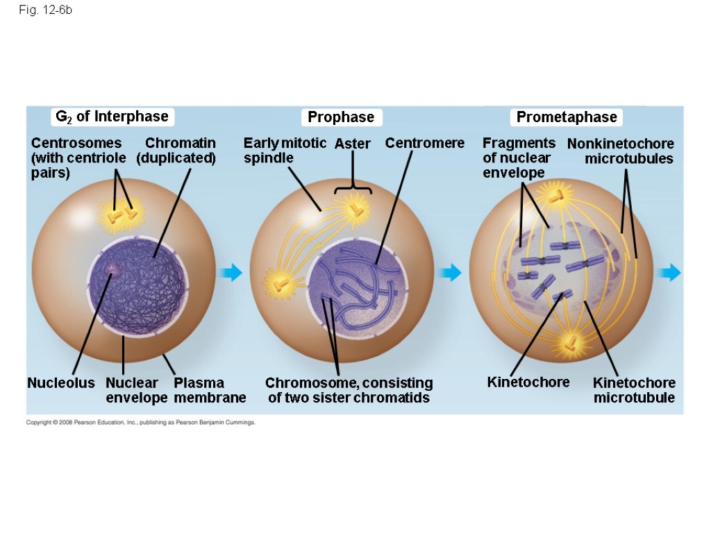 Fig. 12-6b Prometaphase Prophase G2 of Interphase Nonkinetochore microtubules Fragments of nuclear envelope Aster